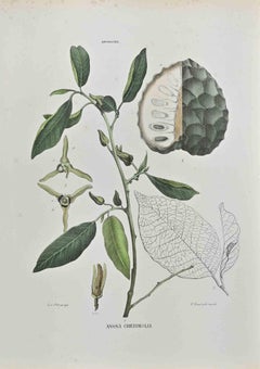 The Anonaceae – Lithographie von Vincenzo Tenore, Vincenzo Tenore, 1870er-Jahre