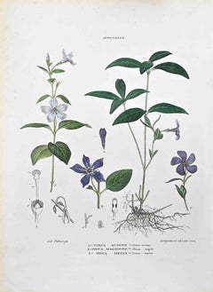 The Apocynaceae – Lithographie von Vincenzo Tenore – 1870er Jahre