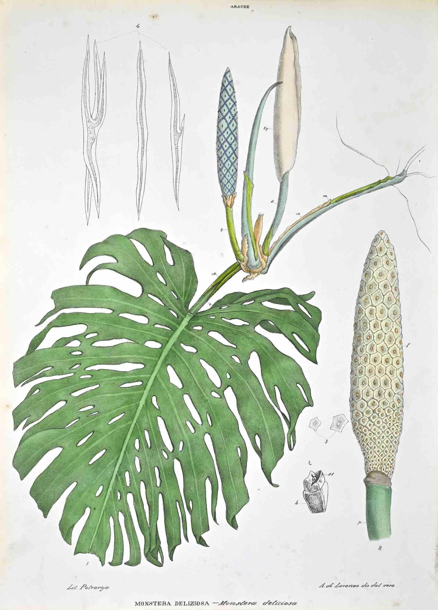Lithographie von Hand aquarelliert.

Tafel aus dem "Atlante di Botanica popolare ossia Illustrazione di Piante Notevoli di ogni famiglia" (Atlas der volkstümlichen Botanik oder Illustration bemerkenswerter Pflanzen jeder Familie), veröffentlicht in