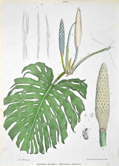 The Araceae - Lithograph by Vincenzo Tenore - 1870s