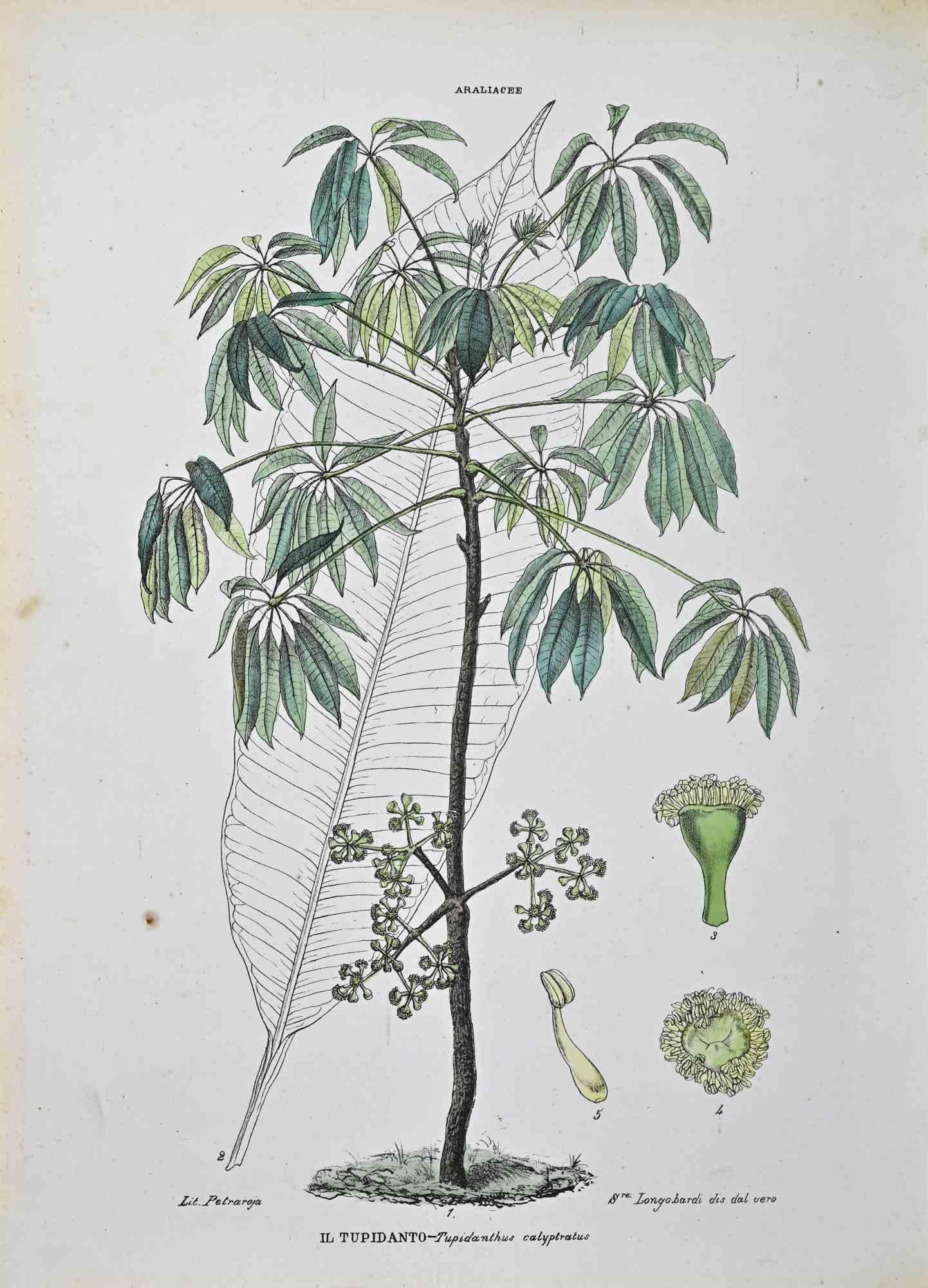 Lithograph hand watercolored.

Plate from "Atlante di Botanica popolare ossia Illustrazione di Piante Notevoli di ogni famiglia" (Atlas of popular botany or illustration of notable plants of each family), published in Napoli, by Raimondo Petrajola,