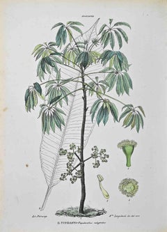 The Araliaceae – Lithographie von Vincenzo Tenore – Araliaceae – 1870er Jahre