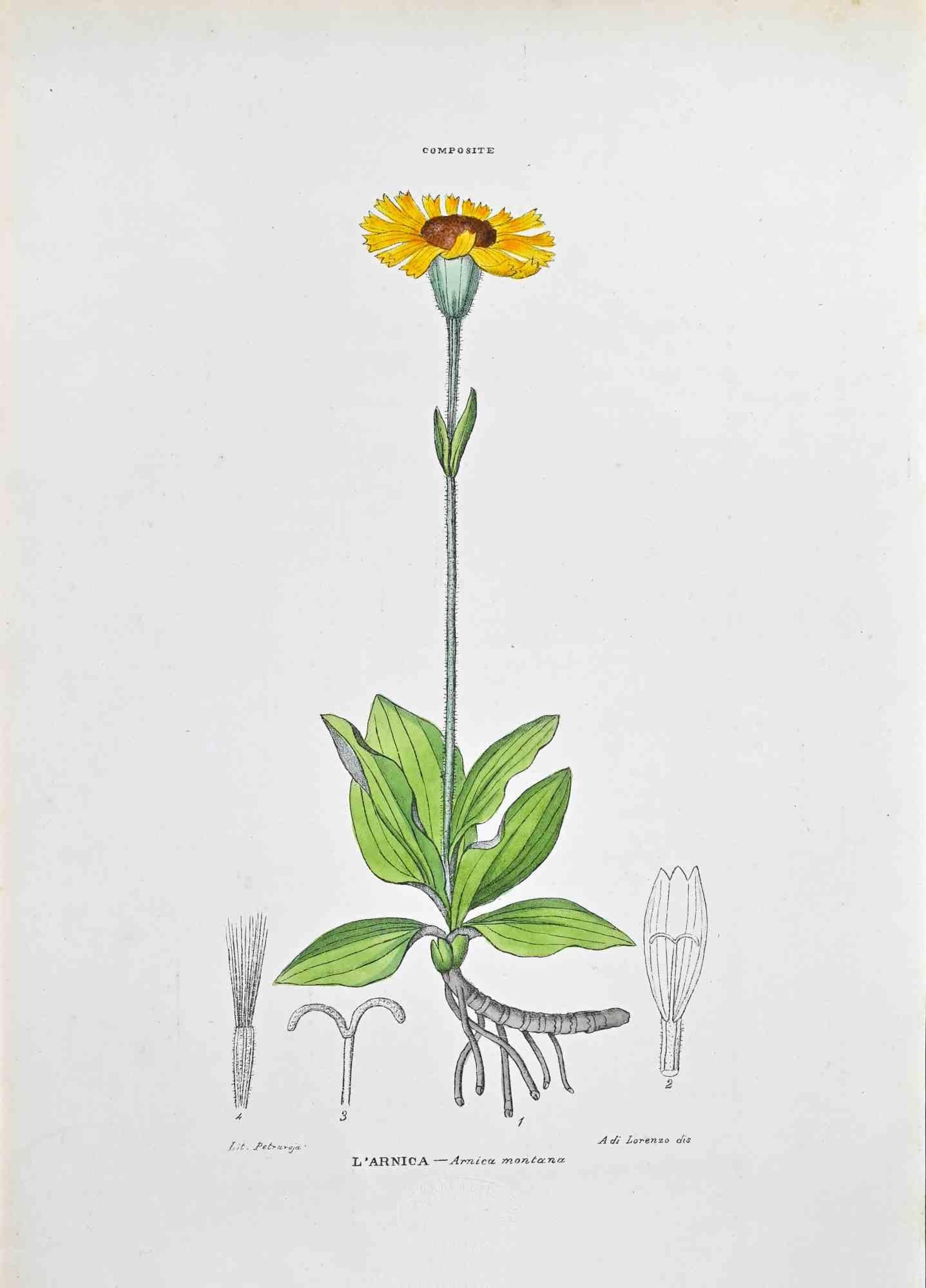 Lithograph hand watercolored.

Plate from "Atlante di Botanica popolare ossia Illustrazione di Piante Notevoli di ogni famiglia" (Atlas of popular botany or illustration of notable plants of each family), published in Napoli, by Raimondo Petrajola,