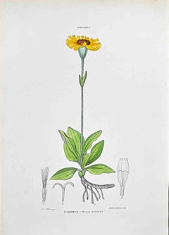 The Arnica - Lithograph by Vincenzo Tenore - 1870s