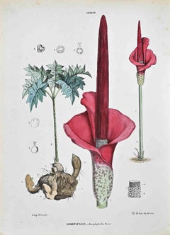 The Aroideae – Lithographie von Vincenzo Tenore – 1870er Jahre