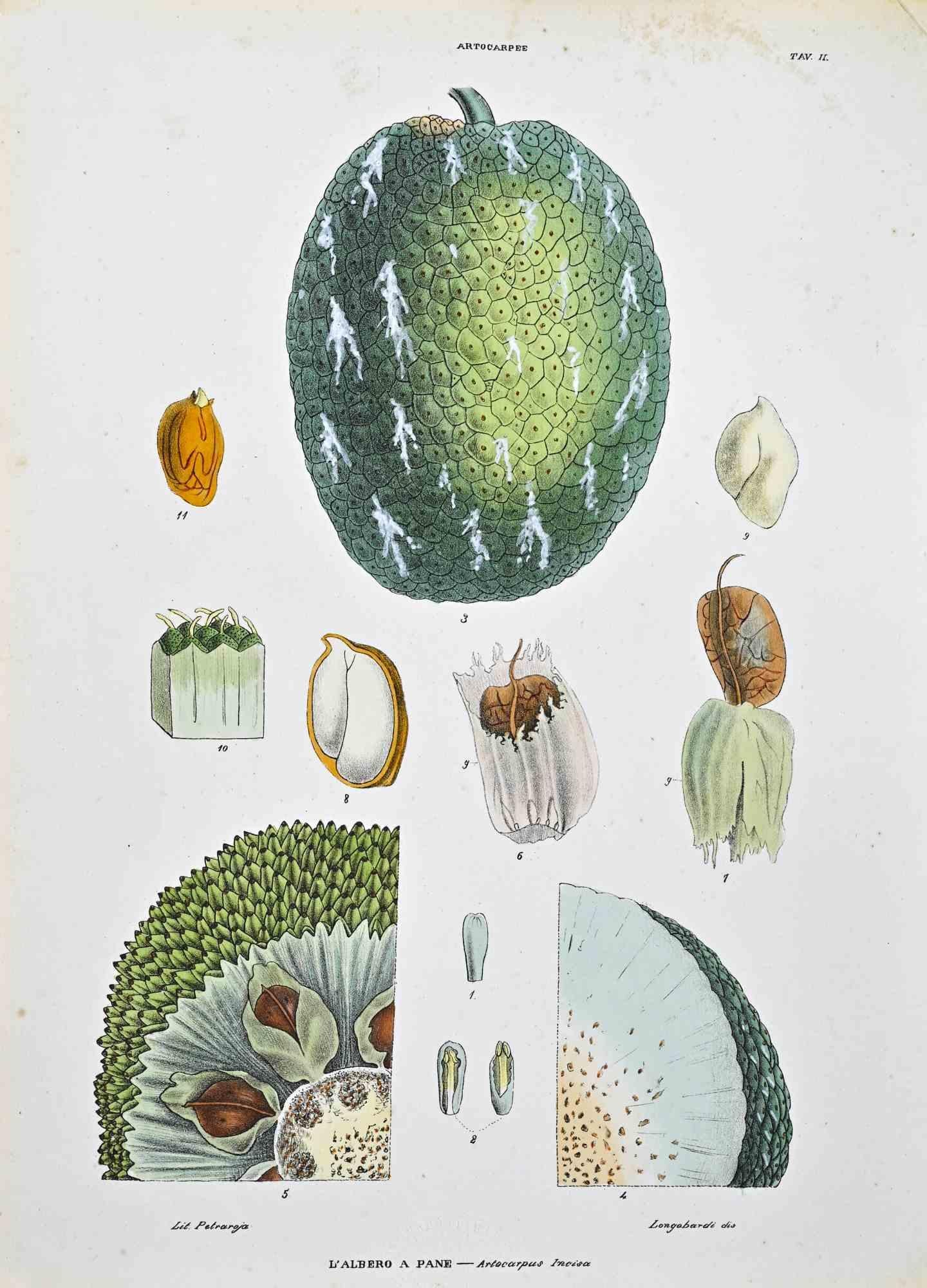 Lithograph hand watercolored.

Plate from "Atlante di Botanica popolare ossia Illustrazione di Piante Notevoli di ogni famiglia" (Atlas of popular botany or illustration of notable plants of each family), published in Napoli, by Raimondo Petrajola,