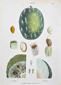The Artocapeae - Lithograph by Vincenzo Tenore - 1870s