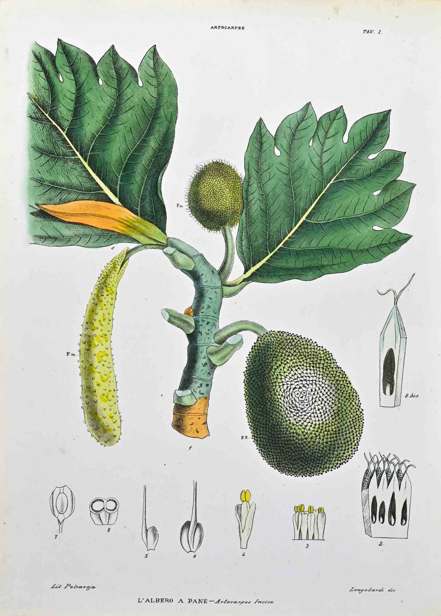 Lithograph hand watercolored.

Plate from "Atlante di Botanica popolare ossia Illustrazione di Piante Notevoli di ogni famiglia" (Atlas of popular botany or illustration of notable plants of each family), published in Napoli, by Raimondo Petrajola,