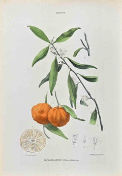 The Auranziaceae - Lithograph by Vincenzo Tenore - 1870s