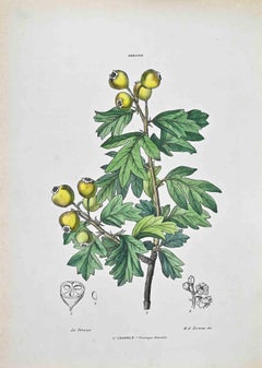The Azarolo - Lithograph by Vincenzo Tenore - 1870s