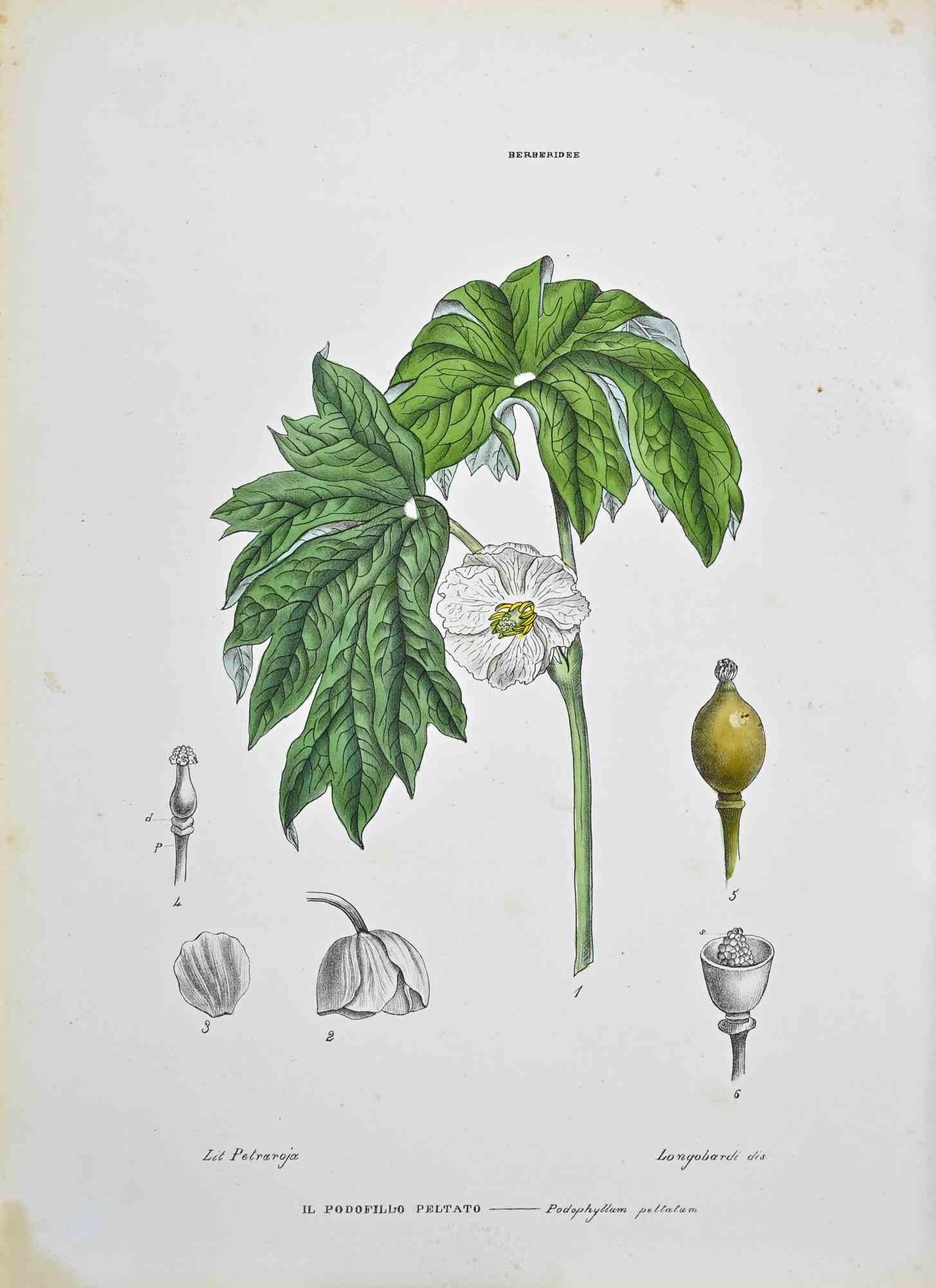 Lithographie von Hand aquarelliert.

Tafel aus dem "Atlante di Botanica popolare ossia Illustrazione di Piante Notevoli di ogni famiglia" (Atlas der volkstümlichen Botanik oder Illustration bemerkenswerter Pflanzen jeder Familie), veröffentlicht in