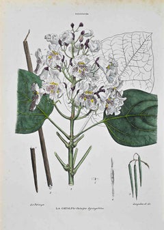 The Bignoniaceae - Lithograph by Vincenzo Tenore - 1870s