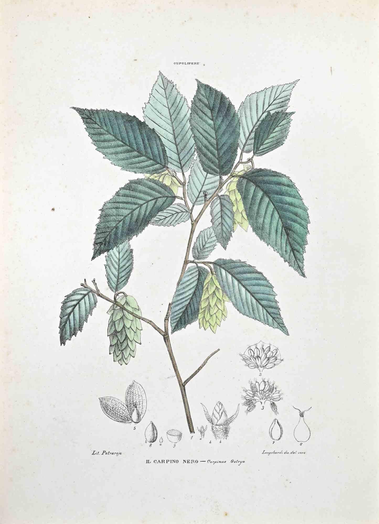 Lithograph hand watercolored.

Plate from "Atlante di Botanica popolare ossia Illustrazione di Piante Notevoli di ogni famiglia" (Atlas of popular botany or illustration of notable plants of each family), published in Napoli, by Raimondo Petrajola,