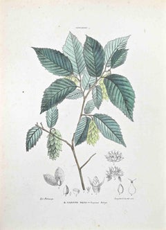 The Black Hornbeam - Lithographie von Vincenzo Tenore - 1870er Jahre