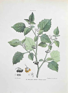 The Black Solanum – Lithographie von Vincenzo Tenore, The Black Solanum, 1870er-Jahre