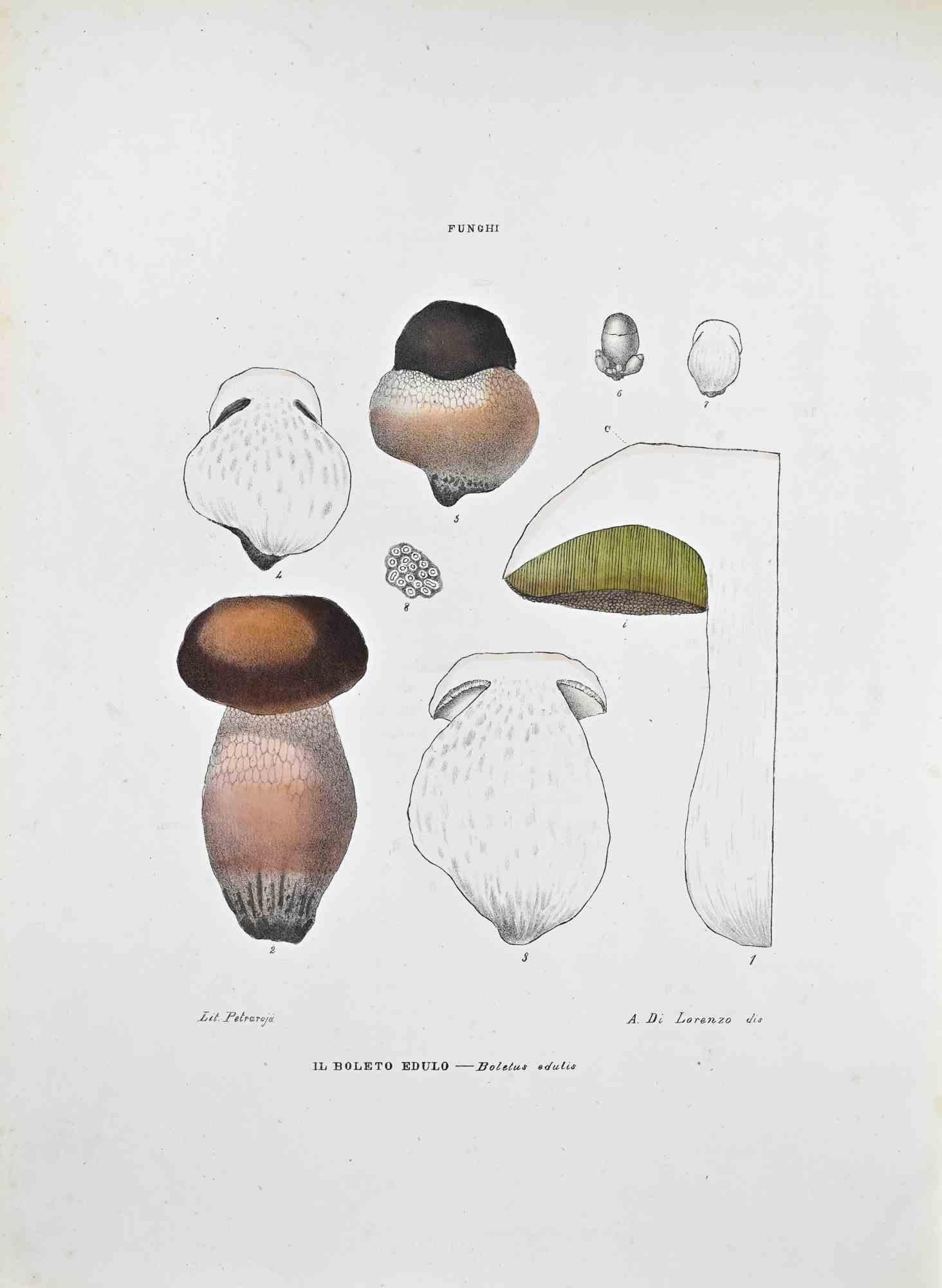 Lithograph hand watercolored.

Plate from "Atlante di Botanica popolare ossia Illustrazione di Piante Notevoli di ogni famiglia" (Atlas of popular botany or illustration of notable plants of each family), published in Napoli, by Raimondo Petrajola,