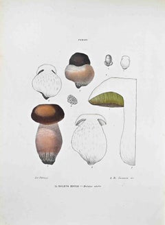 The Boletus Eduli – Lithographie von Vincenzo Tenore – Boletus Eduli – 1870er Jahre