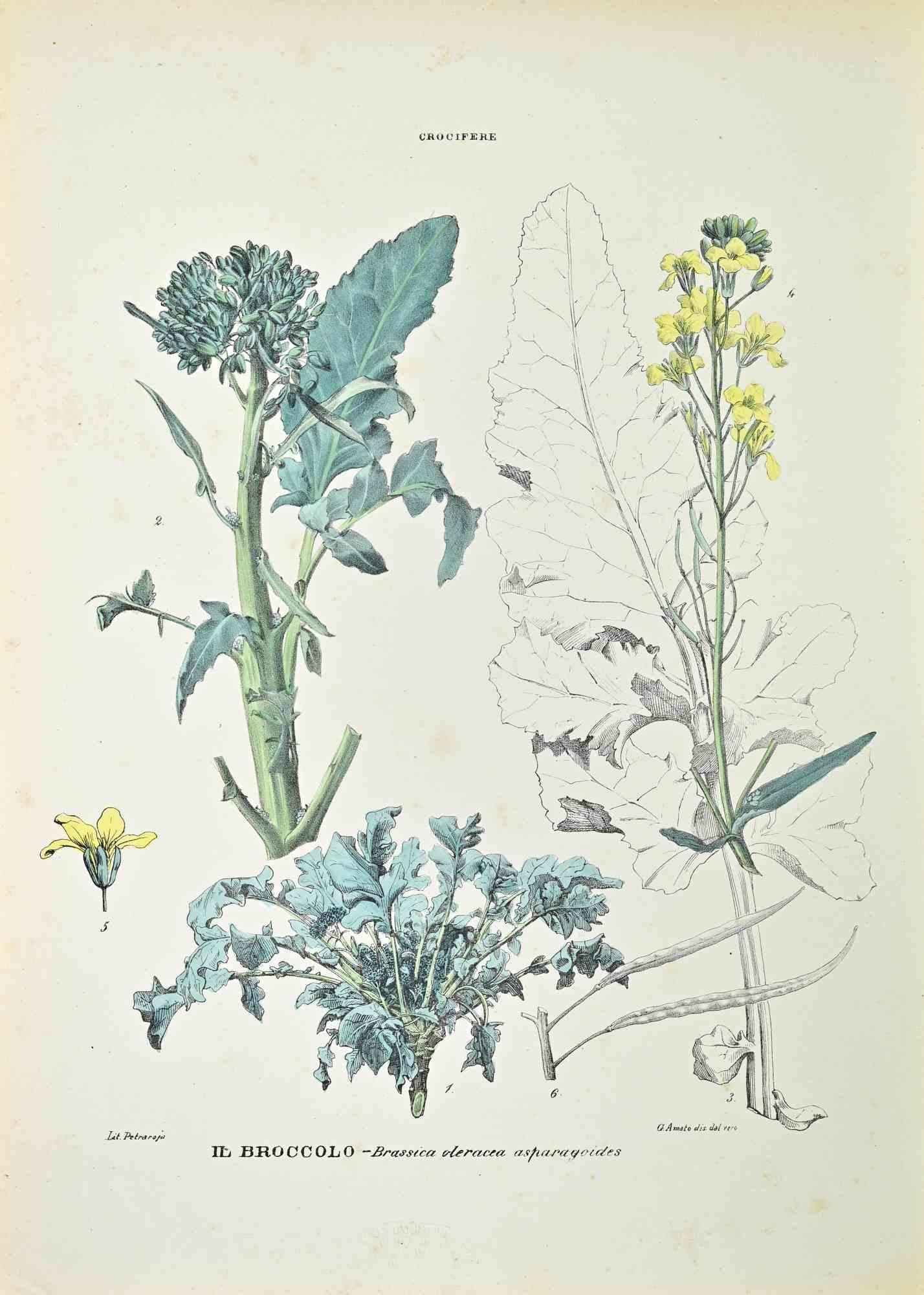 Lithograph hand watercolored.

Belongs to the Series "Atlante di Botanica popolare ossia Illustrazione di Piante Notevoli di ogni famiglia" (Atlas of popular botany or illustration of notable plants of each family), published in Napoli, by Raimondo