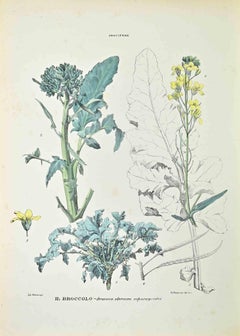 The Broccoli - Lithographie von Vincenzo Tenore - 1870er Jahre