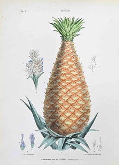 The Bromeliads – Lithographie von Vincenzo Tenore – 1870er Jahre