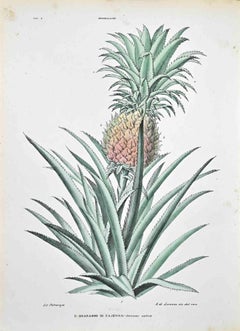 The Bromeliads – Lithographie von Vincenzo Tenore – 1870er Jahre