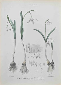 The Bucaneva - Lithograph by Vincenzo Tenore - 1870s