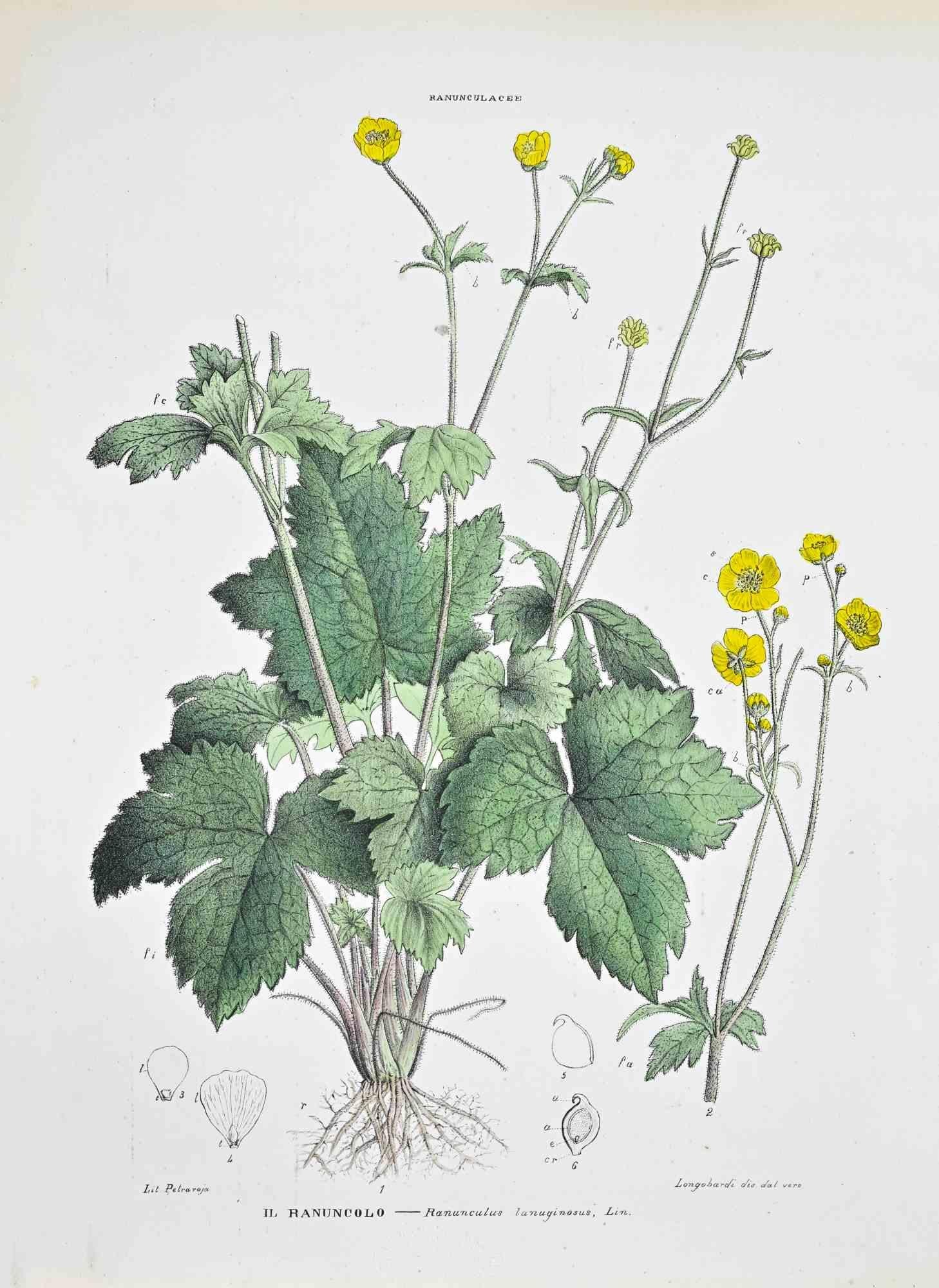 Lithographie von Hand aquarelliert.

Tafel aus dem "Atlante di Botanica popolare ossia Illustrazione di Piante Notevoli di ogni famiglia" (Atlas der volkstümlichen Botanik oder Illustration bemerkenswerter Pflanzen jeder Familie), veröffentlicht in