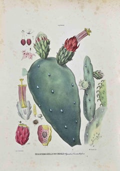 The Cactaceae - Lithograph by Vincenzo Tenore - 1870s