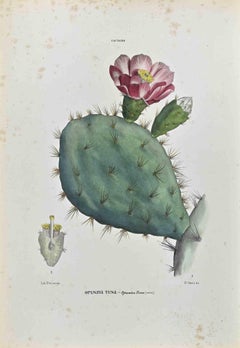 The Cactaceae - Lithograph by Vincenzo Tenore - 1870s