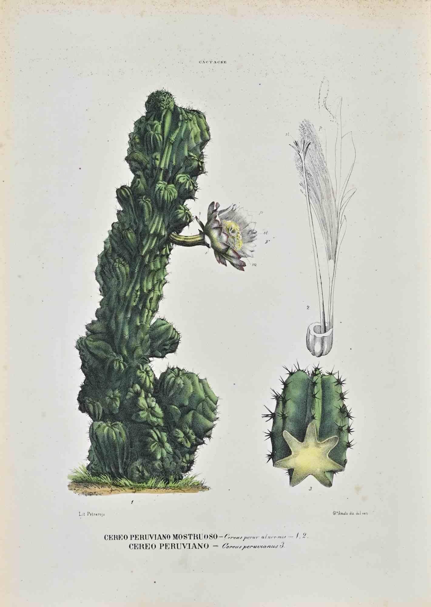Lithograph hand watercolored.

Plate from "Atlante di Botanica popolare ossia Illustrazione di Piante Notevoli di ogni famiglia" (Atlas of popular botany or illustration of notable plants of each family), published in Napoli, by Raimondo Petrajola,