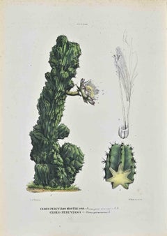 The Cactaceae – Lithographie von Vincenzo Tenore, The Cactaceae, 1870er-Jahre
