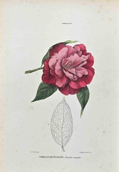 The Camelliaceae - Lithographie de Vincenzo Tenore - années 1870