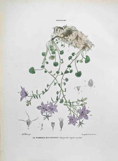 The Campanulaceae – Lithographie von Vincenzo Tenore – Campanulaceae – 1870er Jahre
