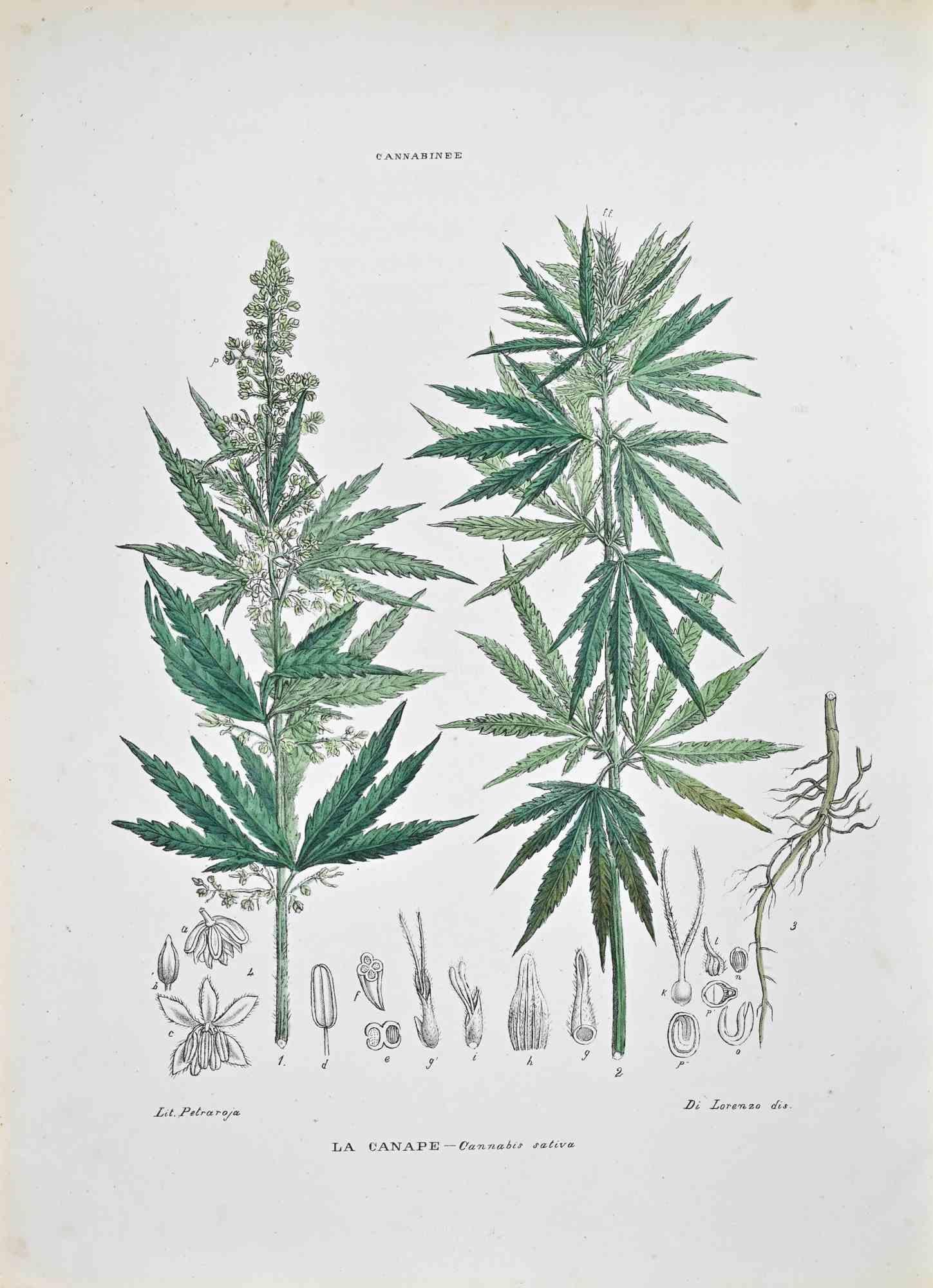 Lithograph hand watercolored.

Plate from "Atlante di Botanica popolare ossia Illustrazione di Piante Notevoli di ogni famiglia" (Atlas of popular botany or illustration of notable plants of each family), published in Napoli, by Raimondo Petrajola,