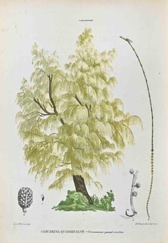 The Casuarinae – Lithographie von Vincenzo Tenore – Casuarinae – 1870er Jahre