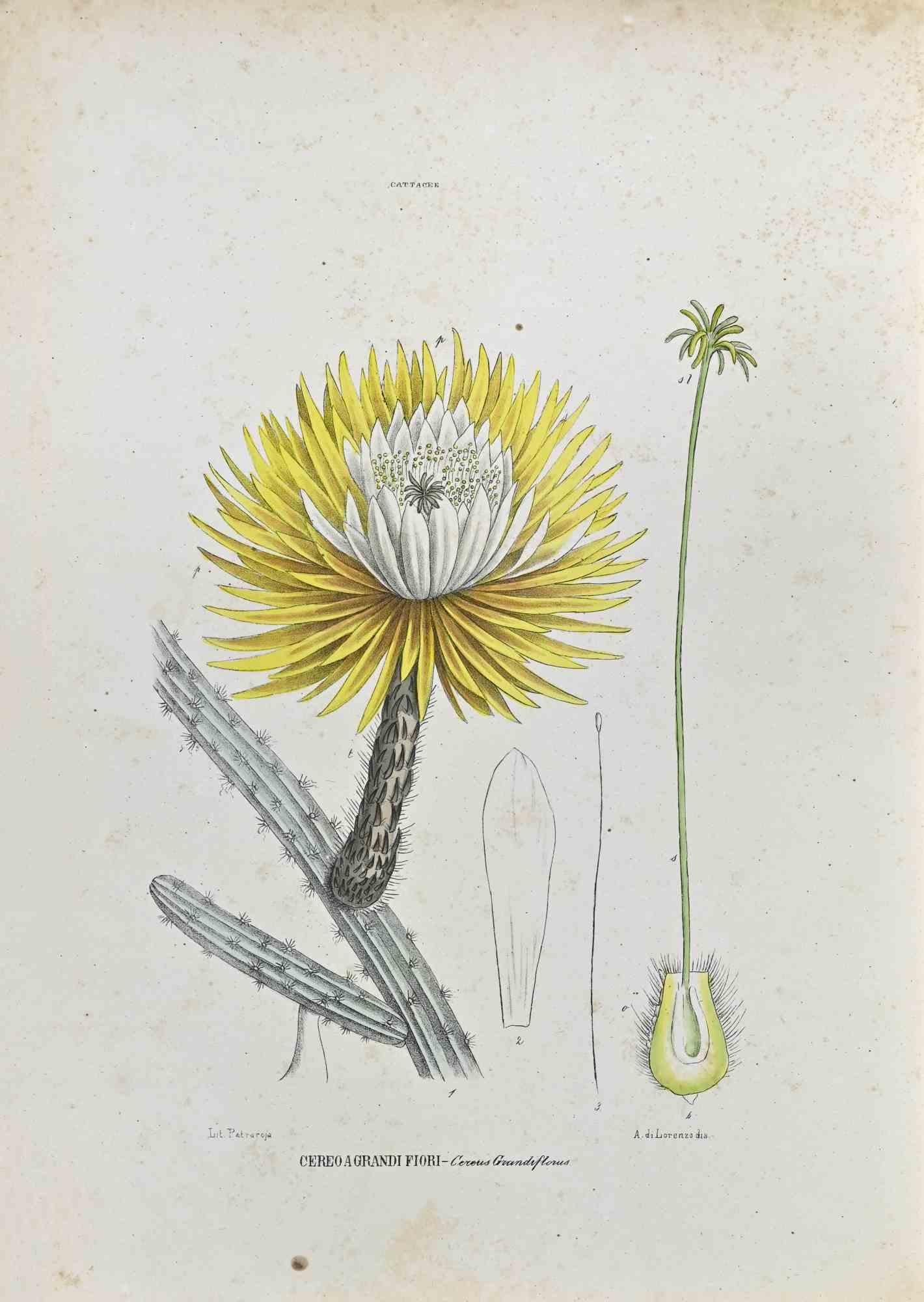 Lithograph hand watercolored.

Plate from  "Atlante di Botanica popolare ossia Illustrazione di Piante Notevoli di ogni famiglia" (Atlas of popular botany or illustration of notable plants of each family), published in Napoli, by Raimondo Petrajola,