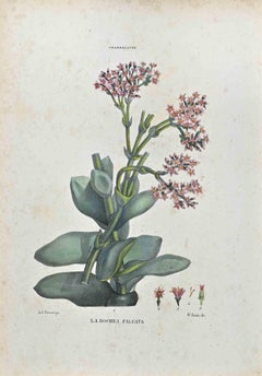 The Chassolaceae – Lithographie von Vincenzo Tenore – 1870er Jahre