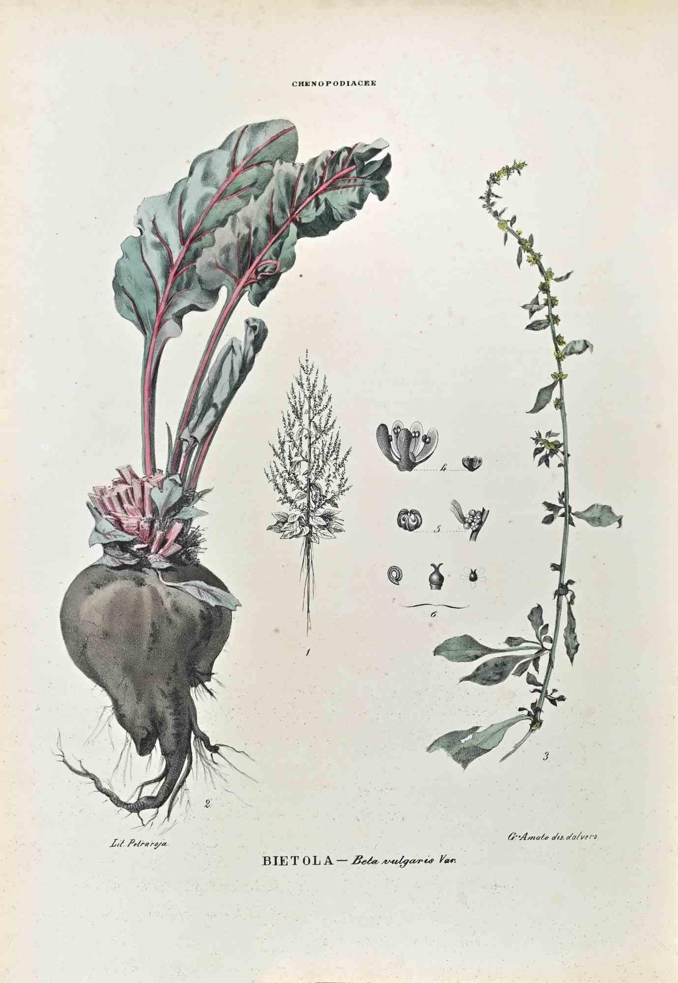 Lithograph hand watercolored.

Plate from "Atlante di Botanica popolare ossia Illustrazione di Piante Notevoli di ogni famiglia" (Atlas of popular botany or illustration of notable plants of each family), published in Napoli, by Raimondo Petrajola,