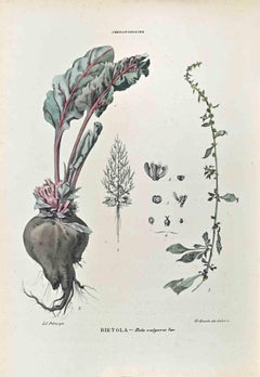 The Chenopodiaceae - Lithograph by Vincenzo Tenore - 1870s