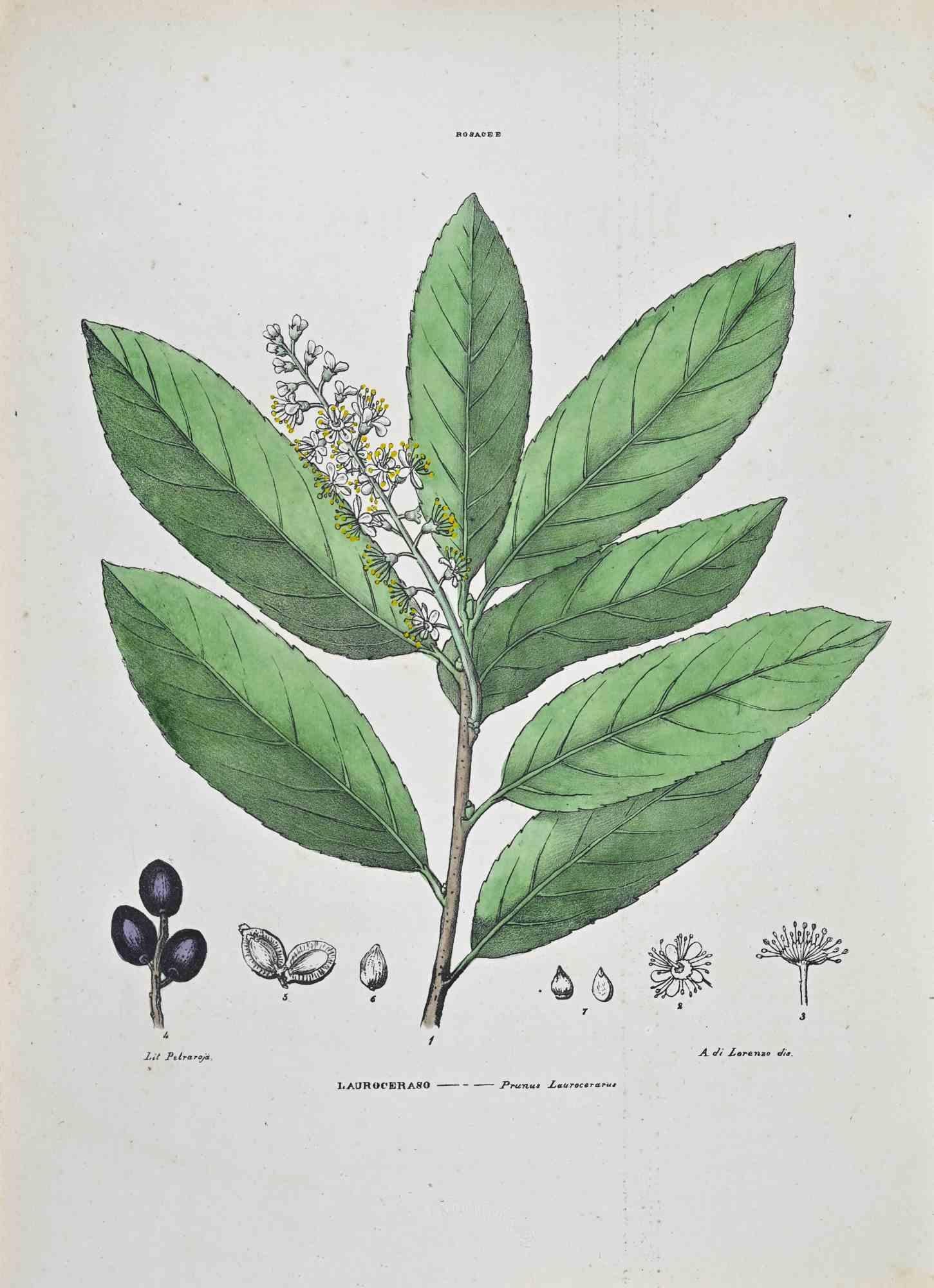 Lithograph hand watercolored.

Plate from "Atlante di Botanica popolare ossia Illustrazione di Piante Notevoli di ogni famiglia" (Atlas of popular botany or illustration of notable plants of each family), published in Napoli, by Raimondo Petrajola,