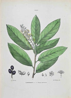 The Cherry Laurel - Lithograph by Vincenzo Tenore - 1870s