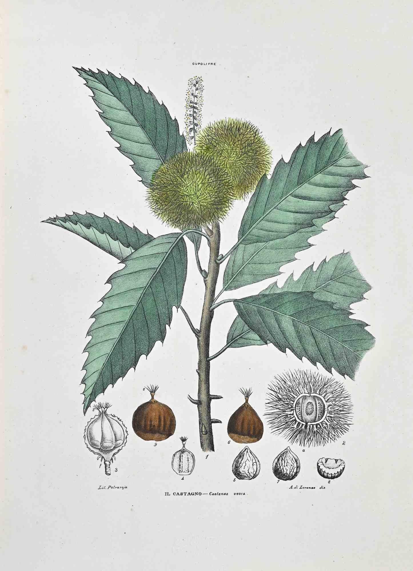 Litografía acuarelada a mano.

Lámina del "Atlante di Botanica popolare ossia Illustrazione di Piante Notevoli di ogni famiglia" (Atlas de botánica popular o ilustración de plantas notables de cada familia), publicado en Nápoles, por Raimondo