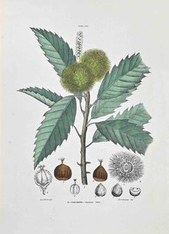 The Chestnut – Lithographie von Vincenzo Tenore – Kastanienholz – 1870er Jahre