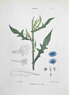 The Chicory - Lithograph by Vincenzo Tenore - 1870s
