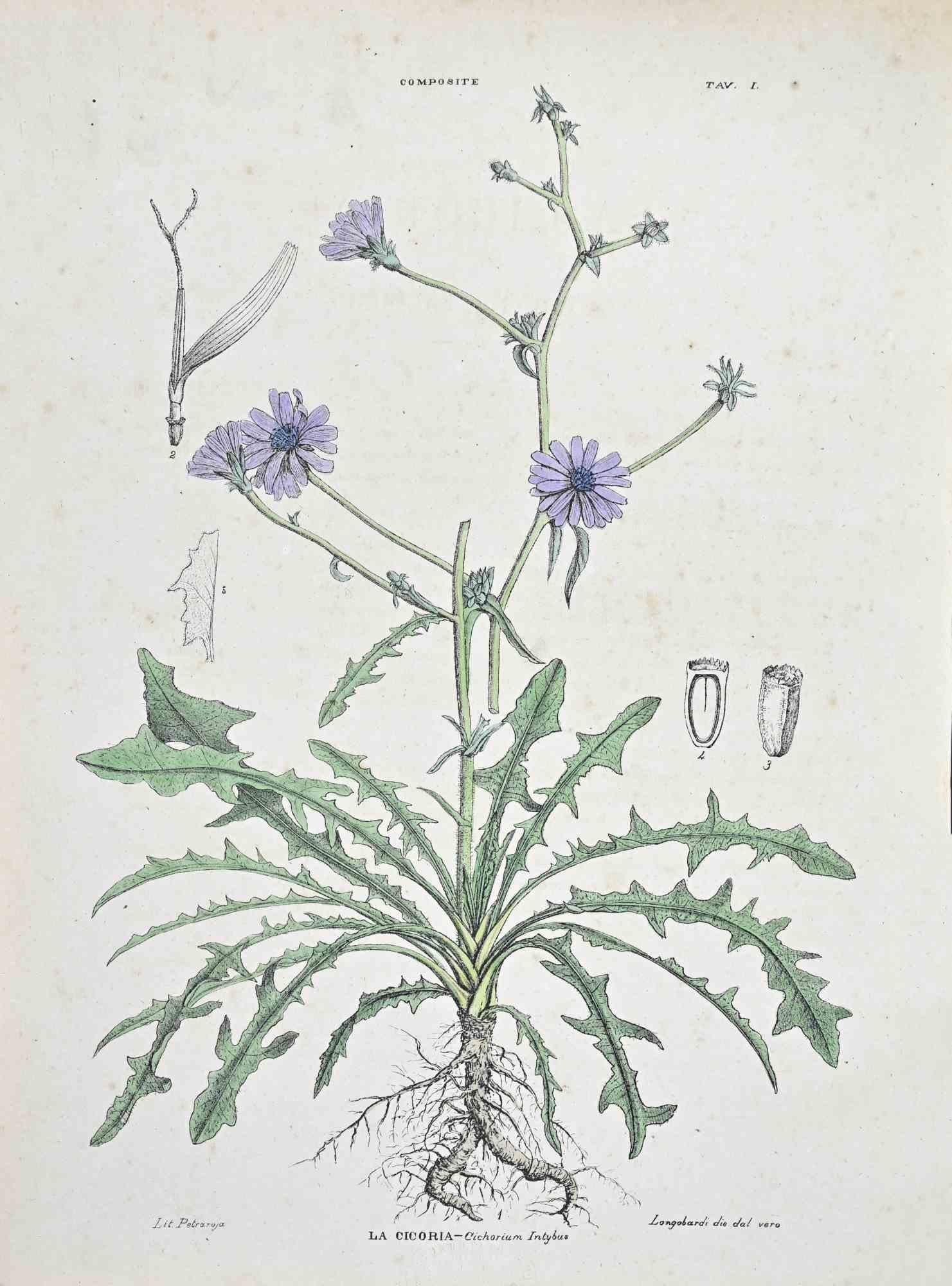 Lithograph hand watercolored.

Plate from "Atlante di Botanica popolare ossia Illustrazione di Piante Notevoli di ogni famiglia" (Atlas of popular botany or illustration of notable plants of each family), published in Napoli, by Raimondo Petrajola,