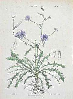 The Chicory - Lithograph by Vincenzo Tenore - 1870s