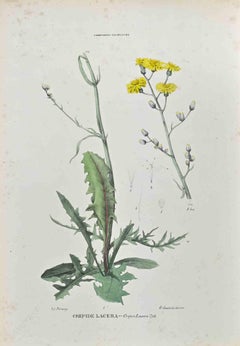 The Chicoryaceae - Lithographie von Vincenzo Tenore - 1870er Jahre