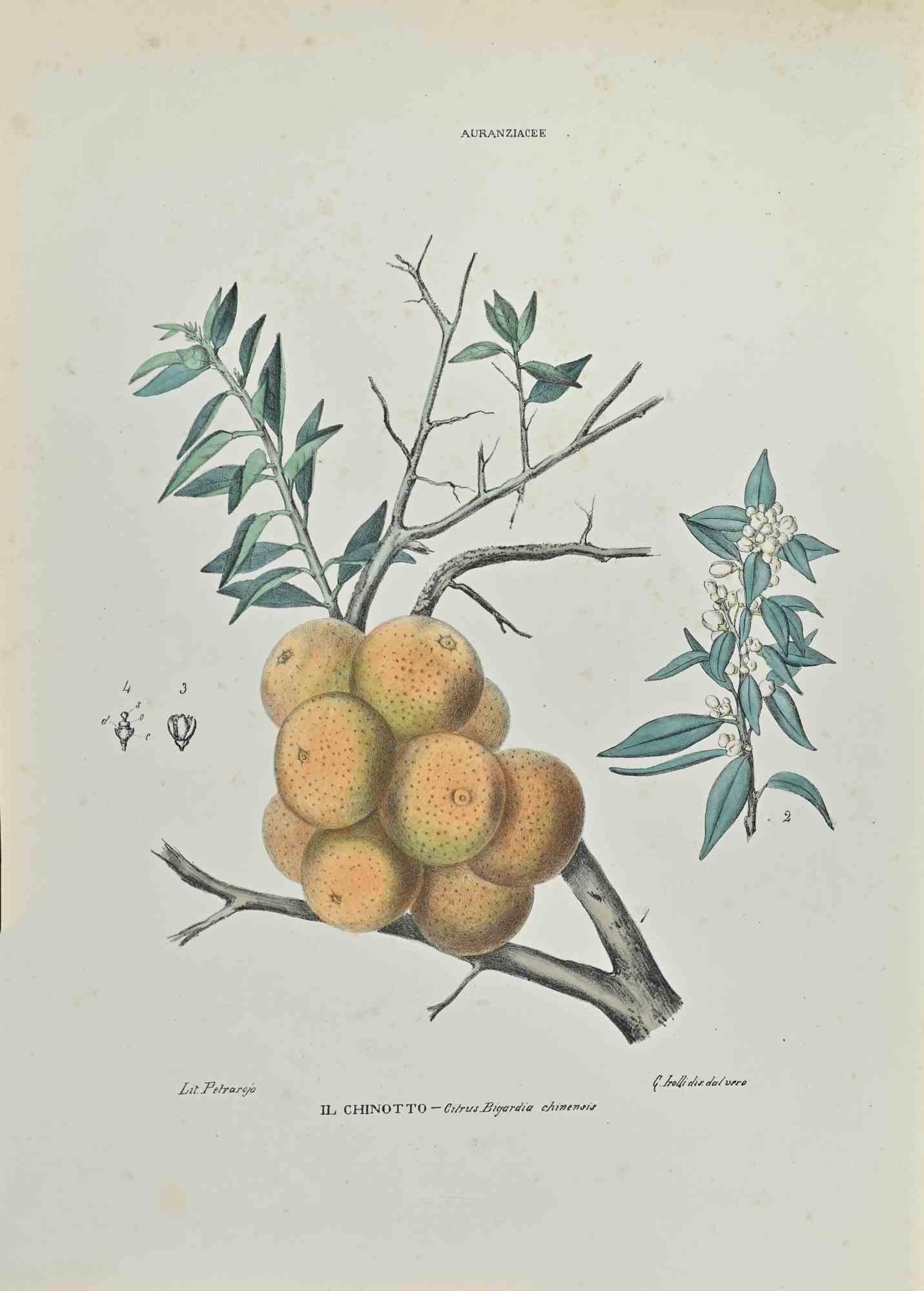 Lithograph hand watercolored.

Belongs to the Series "Atlante di Botanica popolare ossia Illustrazione di Piante Notevoli di ogni famiglia" (Atlas of popular botany or illustration of notable plants of each family), published in Napoli, by Raimondo