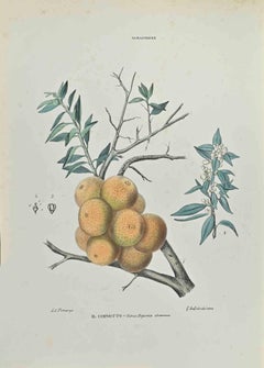 The Chinotto – Lithographie von Vincenzo Tenore – Chinotto – 1870er Jahre