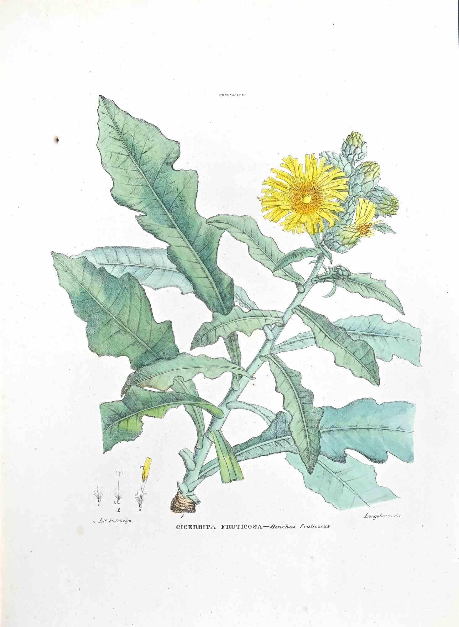Lithograph hand watercolored.

Plate from "Atlante di Botanica popolare ossia Illustrazione di Piante Notevoli di ogni famiglia" (Atlas of popular botany or illustration of notable plants of each family), published in Napoli, by Raimondo Petrajola,